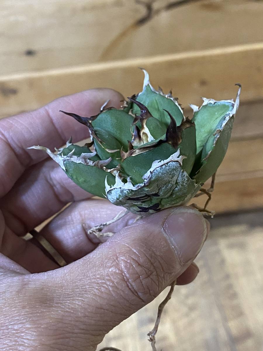 ★PCP特選アガベ★ Agave titanota Battle Axe ③ バトルアックス バトラックス 斧 イラン スーパーレア 輸入ベアルート チタノタ オテロイ