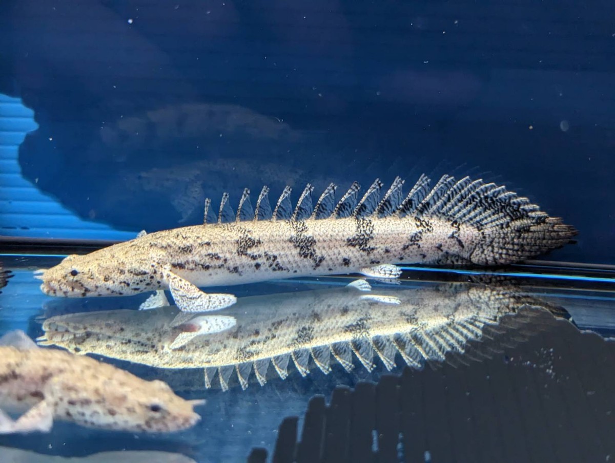 toto fish》ポリプテルス エンドリケリー 2匹セット 約12cm 小離鰭 