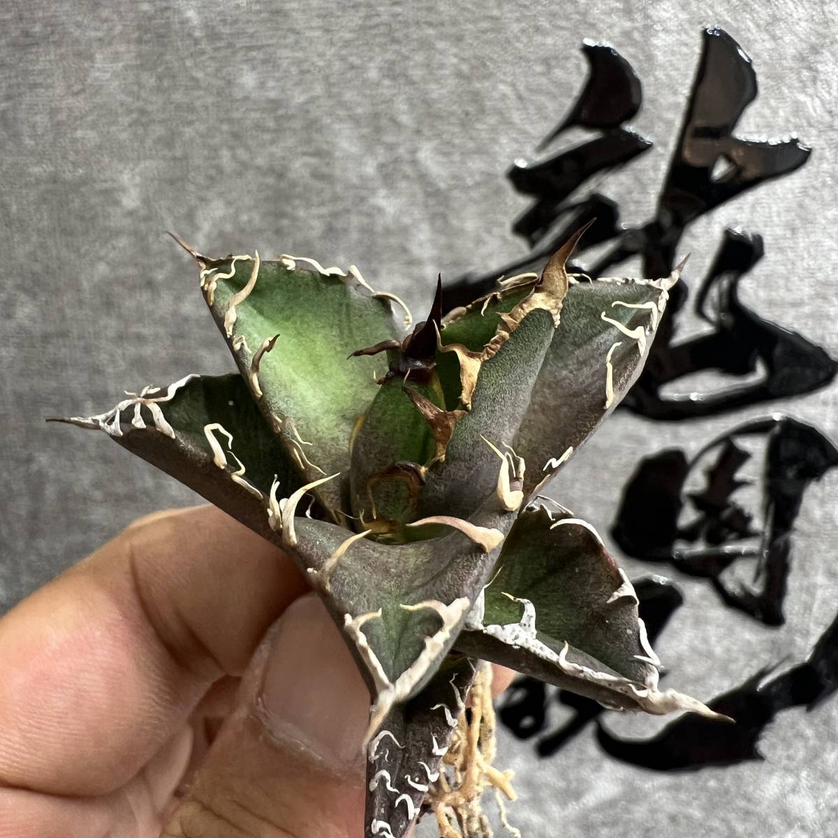 龍園觀】①No.545 特選 アガベ 多肉植物 チタノタ 凱撒