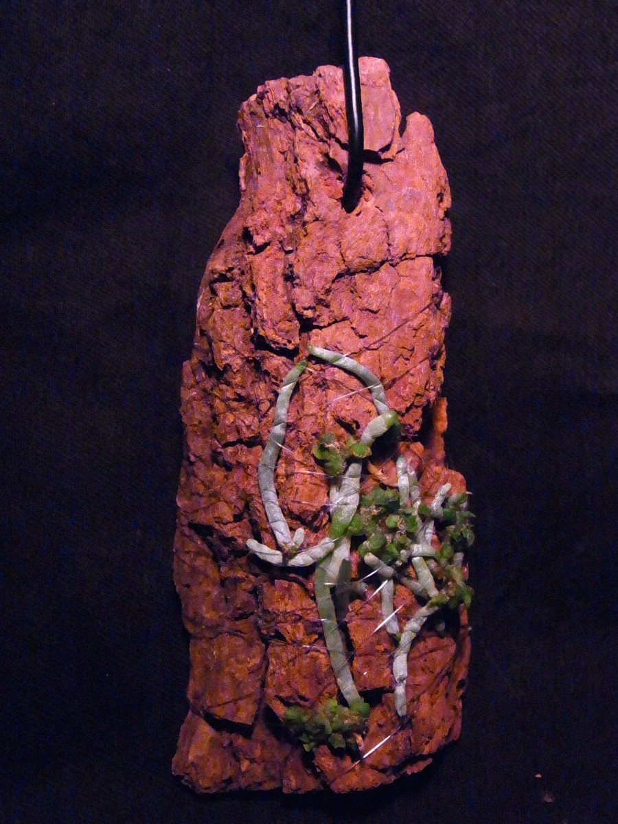 ☆【洋蘭原種】☆ Dendrophylax (Polyrrhiza). lindenii (self ☆【洋蘭原種】☆ Dendrophylax (Polyrrhiza). lindenii (self