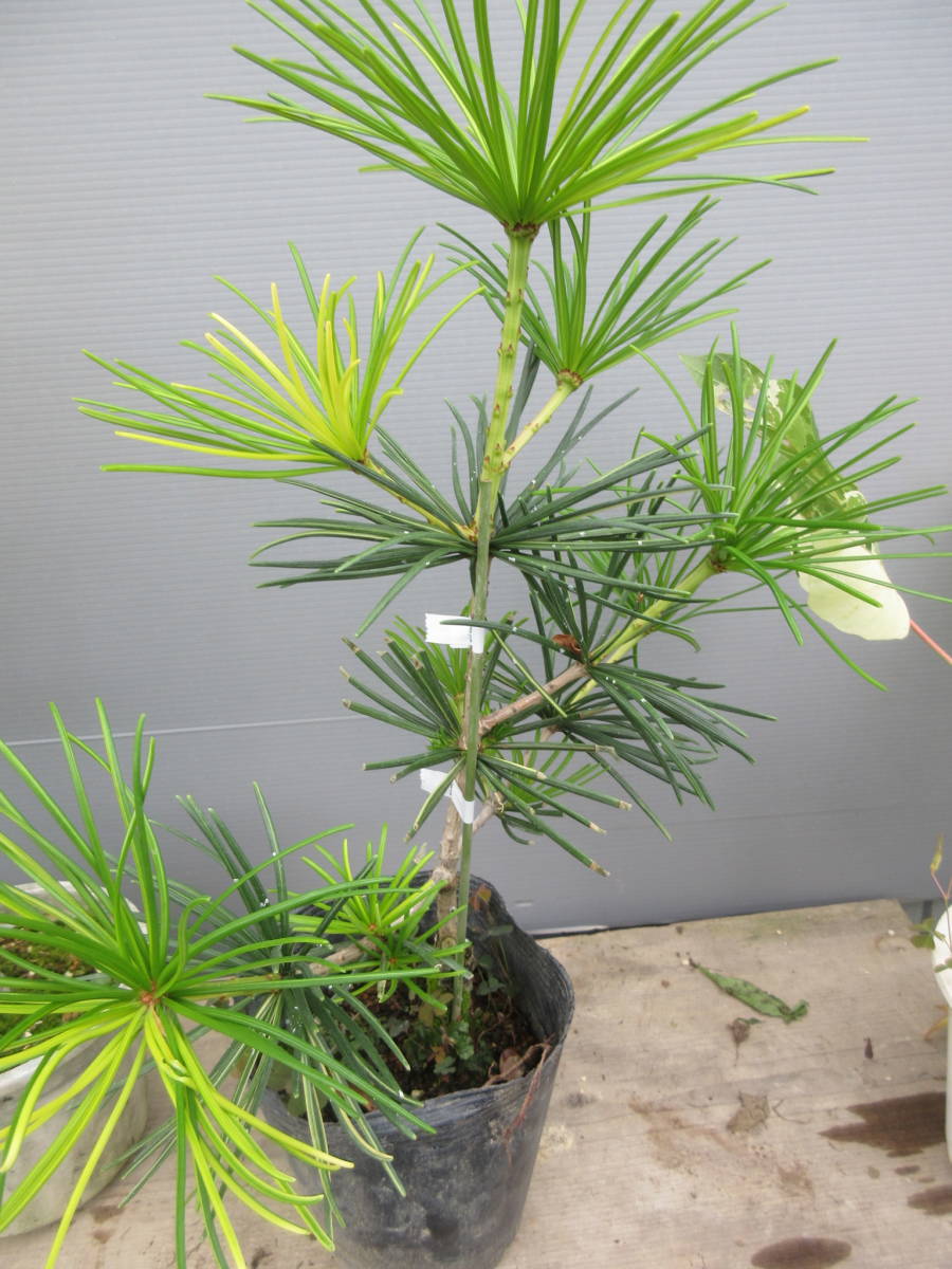 現品　斑入コウヤマキ、草丈約４０cm、接木、１５cmポット