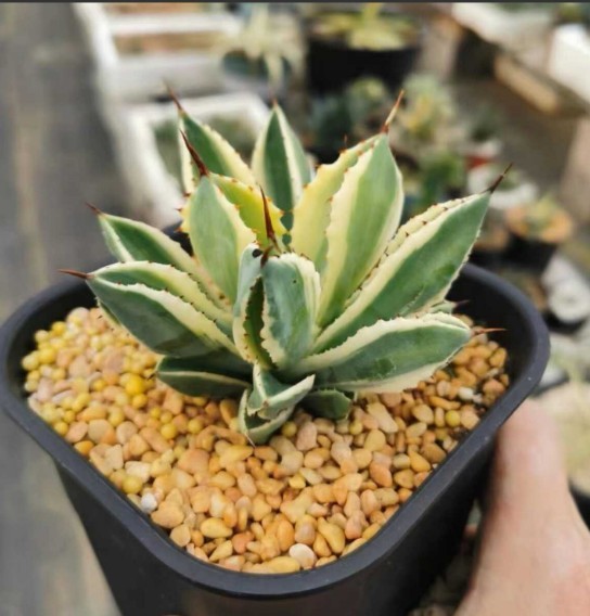 アガベ キュービック 錦 斑入り 黄覆輪斑 多肉植物 アガベ キュービック 錦 斑入り 黄覆輪斑 多肉植物