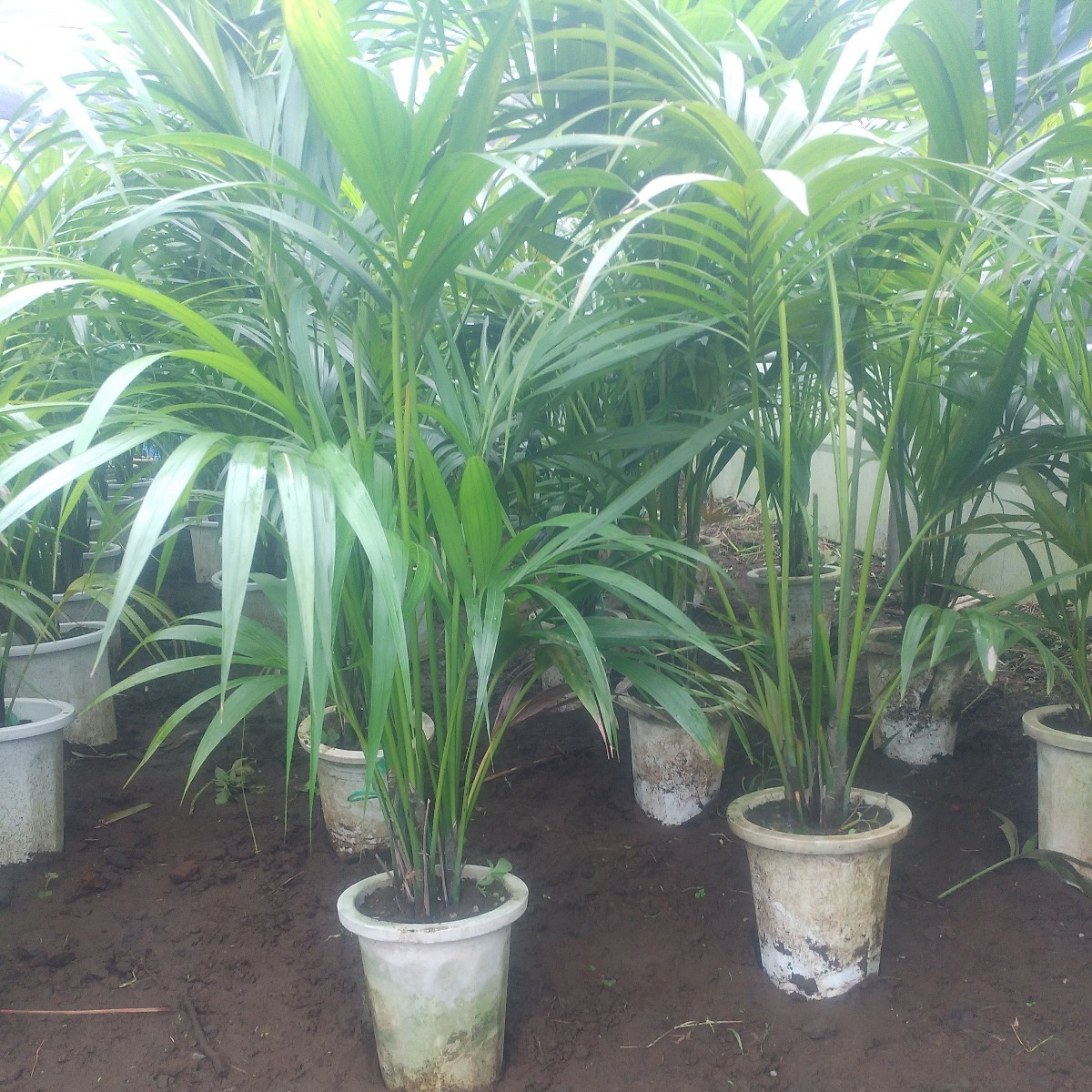 ケンチャヤシ（2鉢） 観葉植物 苗 苗木 ヤシ買う S83985359 オリジナル