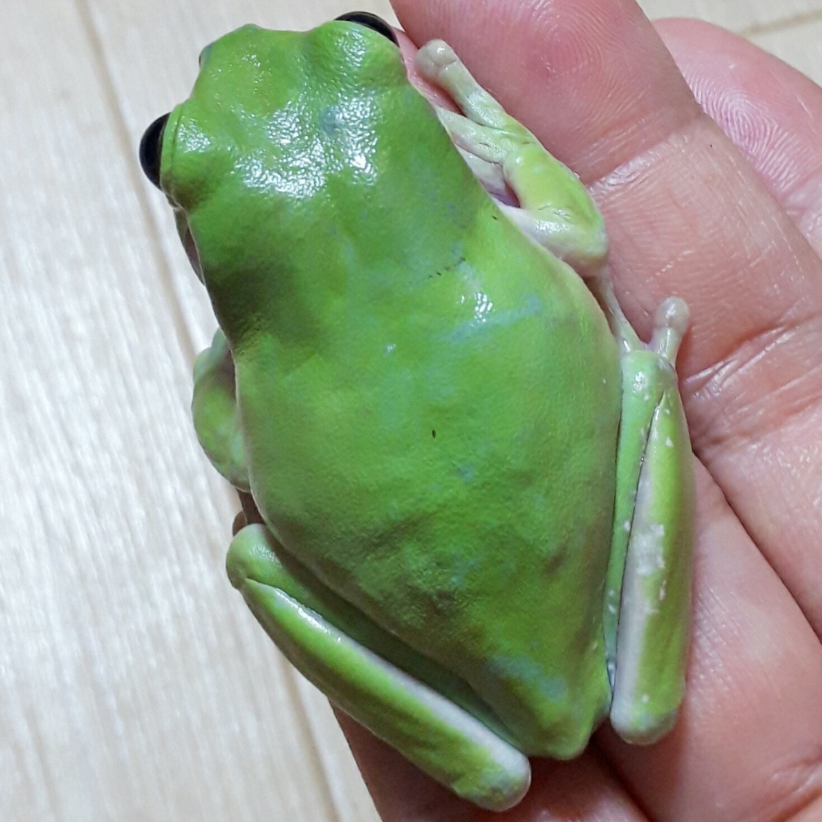 イエアメガエル飼い込み個体 激レア極美!!WDイエアメガエル☆1年半程