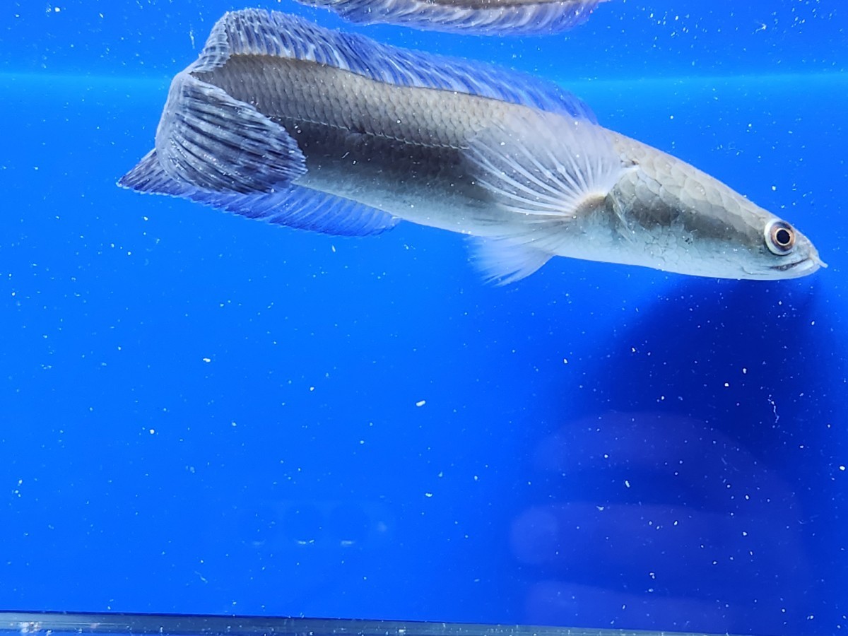 チャンナマルリオイデス 熱帯魚 スネークヘッド ペット