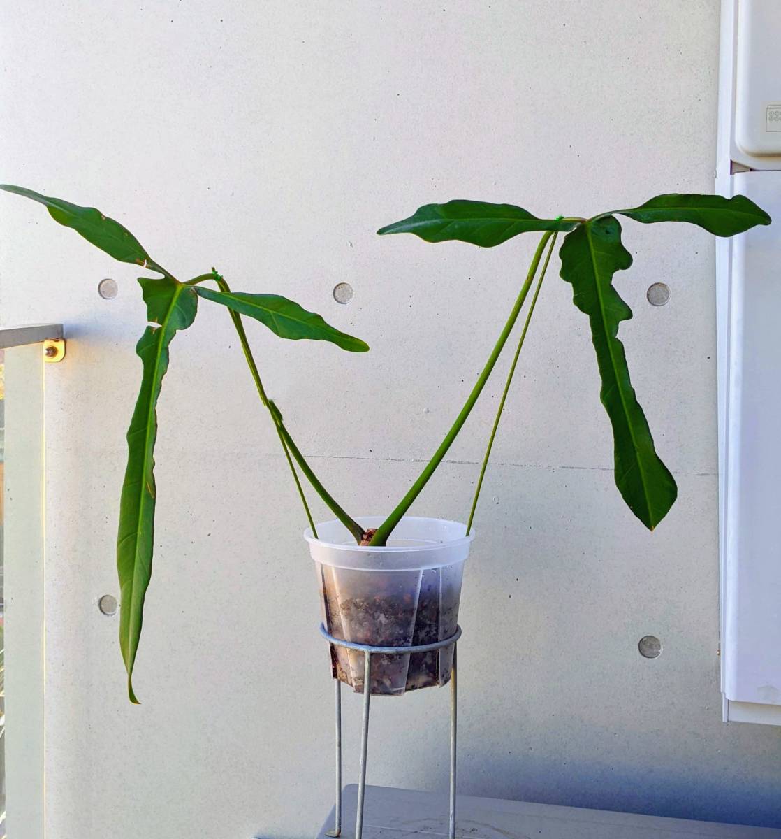 No.033/-TGK-R03010/フィロデンドロン レラノ ミヤノ/Philodendron