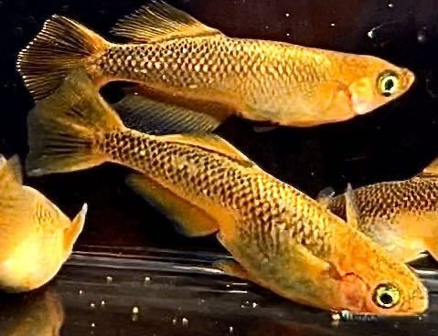 夢中めだか様直系 飛燕メダカ 若魚2ペア産卵中】ひえん りゅうしょう 