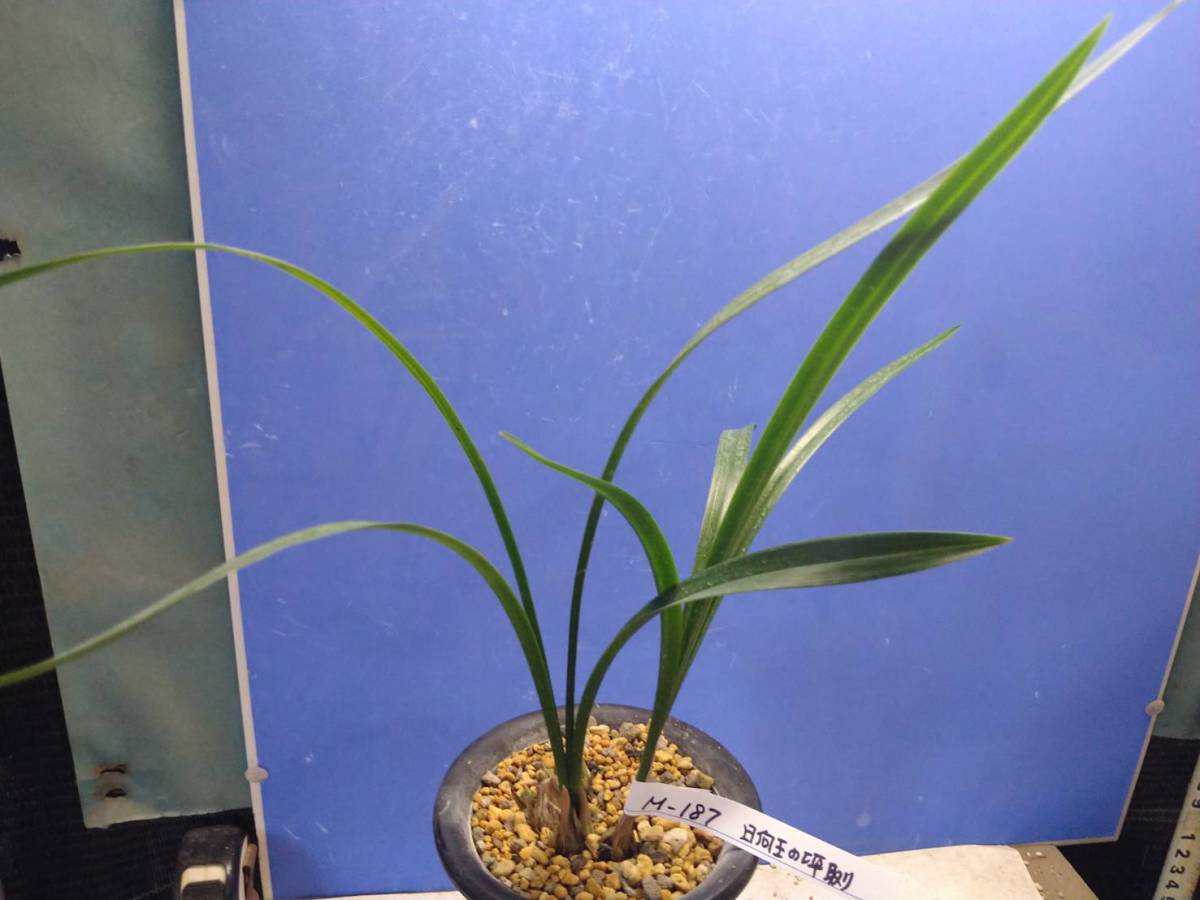 ⁄ 東洋蘭センター 柄物・チャボ 寒蘭専門店 - | 寒蘭 : 日向の名花 