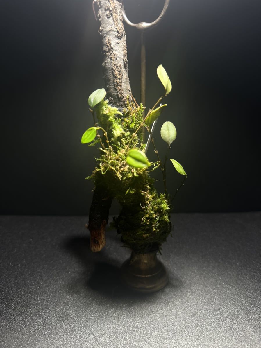原種洋蘭 lepanthes acutissima エクアドル南米レパンテス 原種洋蘭 lepanthes acutissima エクアドル南米レパンテス 原種洋蘭