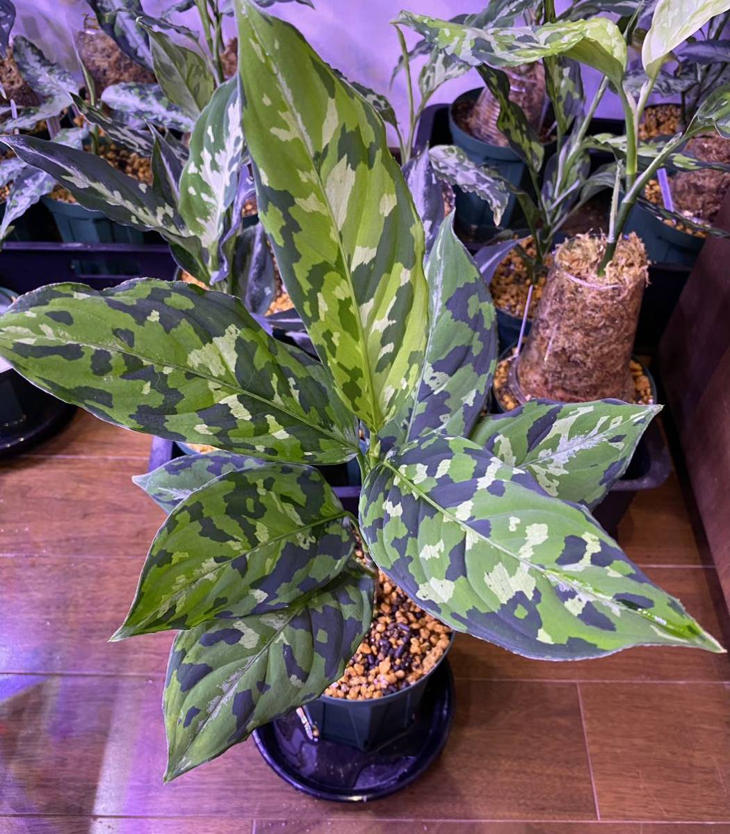 AZ便アグラオネマaglaonema 白玉az0912-1 AZ便アグラオネマaglaonema 白玉az0912-1