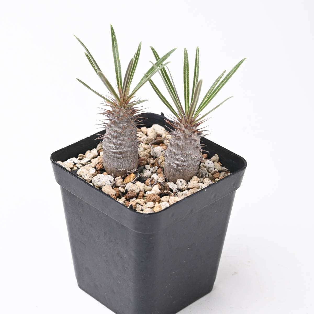 NAY23-159【自家採種実生苗】２株セット　パキポディウム　グラキリス Pachypodium gracilius 細葉