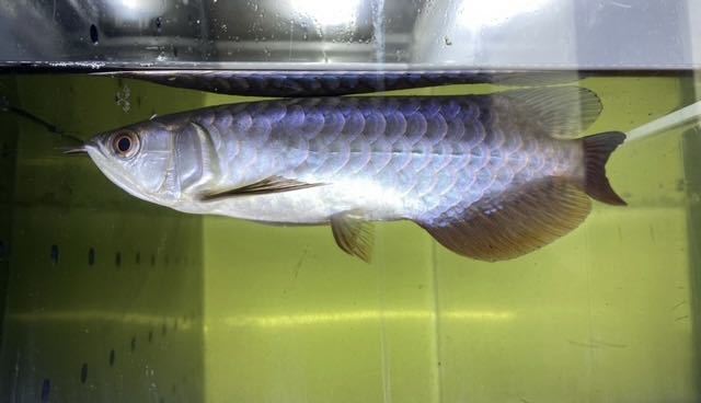 アジアアロワナ過背金龍