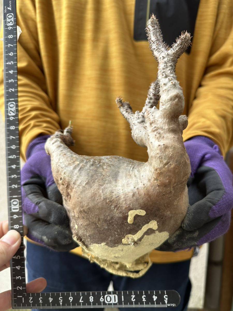 大グセ 705 パキポディウム グラキリス Pachypodium Gracilius 象牙宮