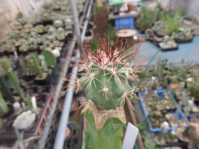 スクレロカクタス　ハバスパイエンシス(Scl.havasupaiensis) 　RP123 Mesa種子による 竜神接木