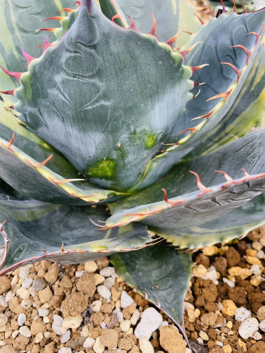 Agave agave parrasana fire ball Fireball アガベ パラサナ