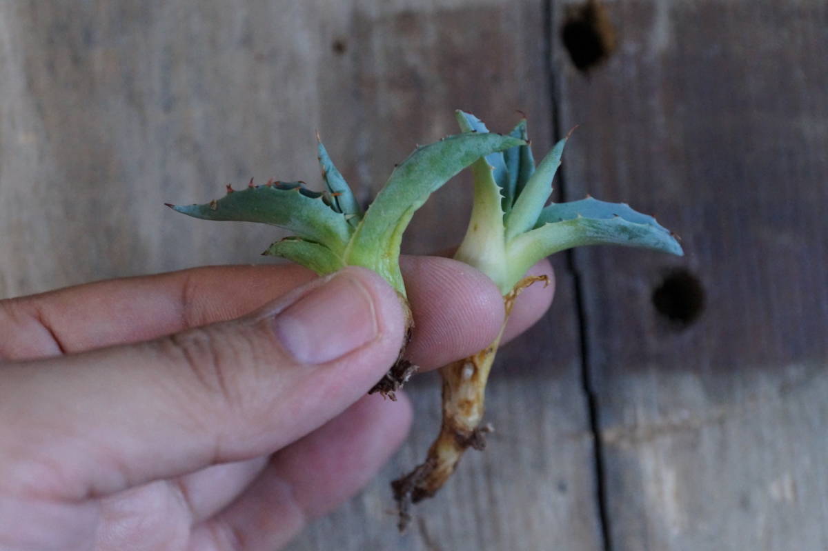 アガベ オバティサナ シースター 子株 2株セット オバティフォリアxパラサナ No，3 (チタノタ，オバティフォリア，アガベ，ホリダ，パラサナ）