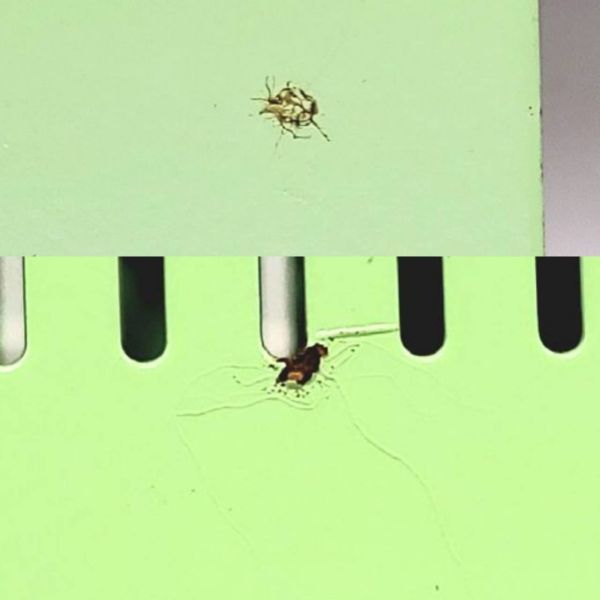 G307-W8-103 日章工業 変圧器 ダウントランスフォーマ SPシリーズ SP-1500 グリーン 高さ約15㎝ 幅約10.6㎝ 奥行約19.5㎝ 重さ約6.6kg④ 日章工業 変圧器海外用 ダウントランス 海外用変圧器 USB付ダウントランス 製品直営店＋スワロー電機、日