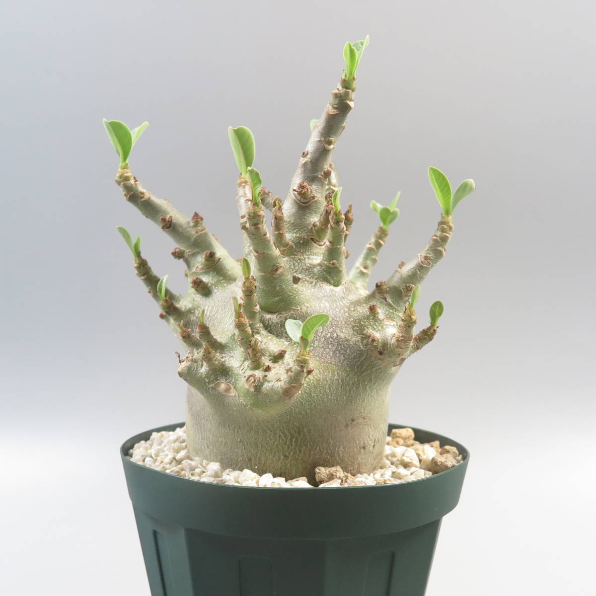 ≧∇≦）多肉植物 ハオルチア アトロフスカミュータント錦 宝蓮灯