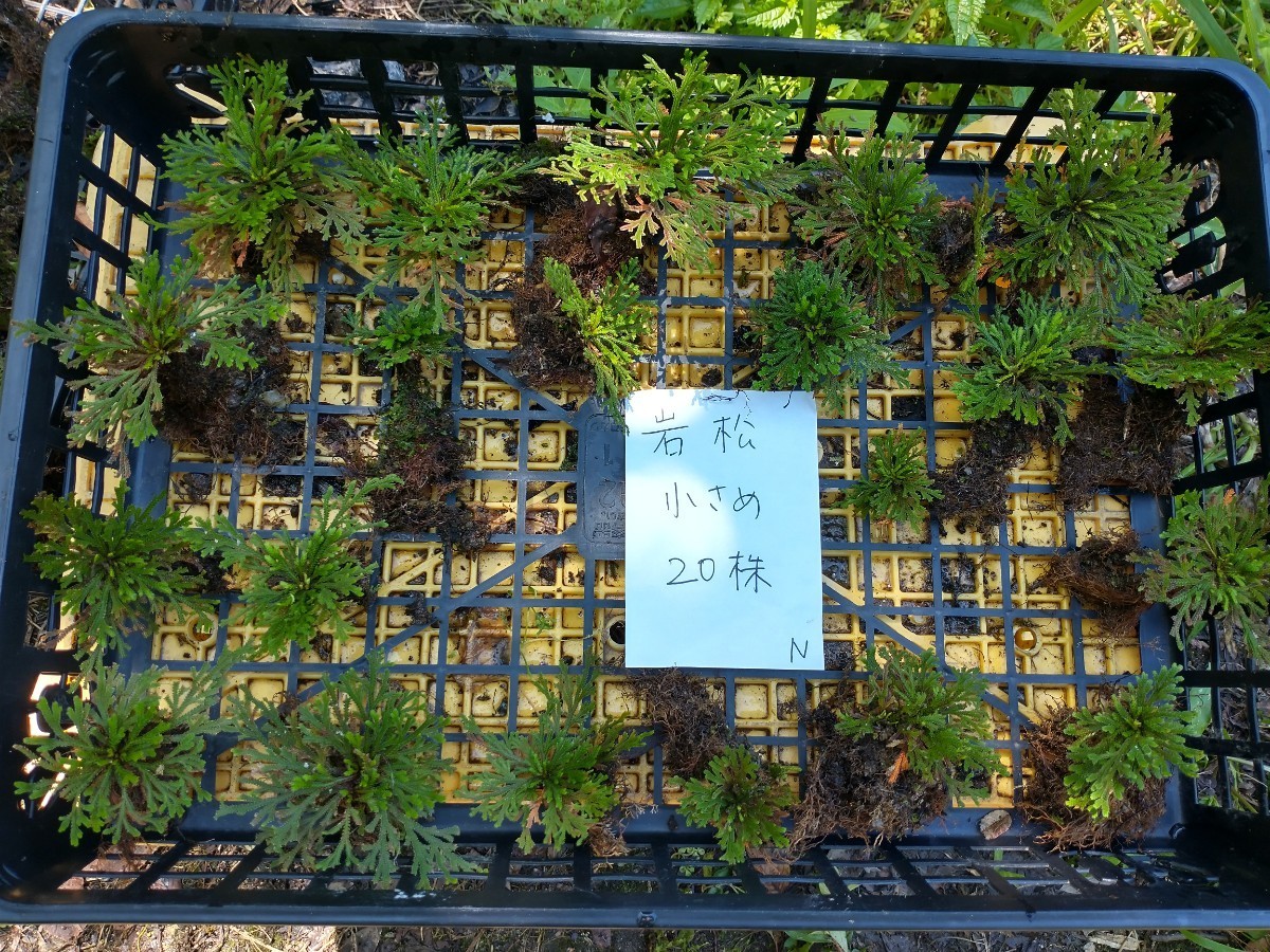 N 岩松 岩ヒバ イワヒバ 小さめ 20株 天然 山野草 庭 盆栽 送料無料