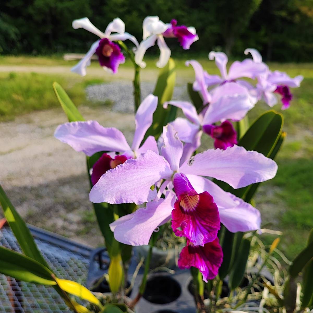 01.☆洋蘭カトレア(Cattleya)属☆ C.purpurata【KT-143】 花付 産直 B