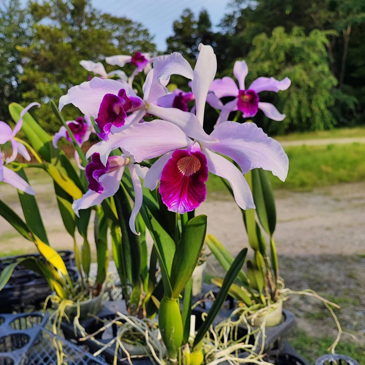洋蘭カトレア原種 c purpurata alba The Bride OG株