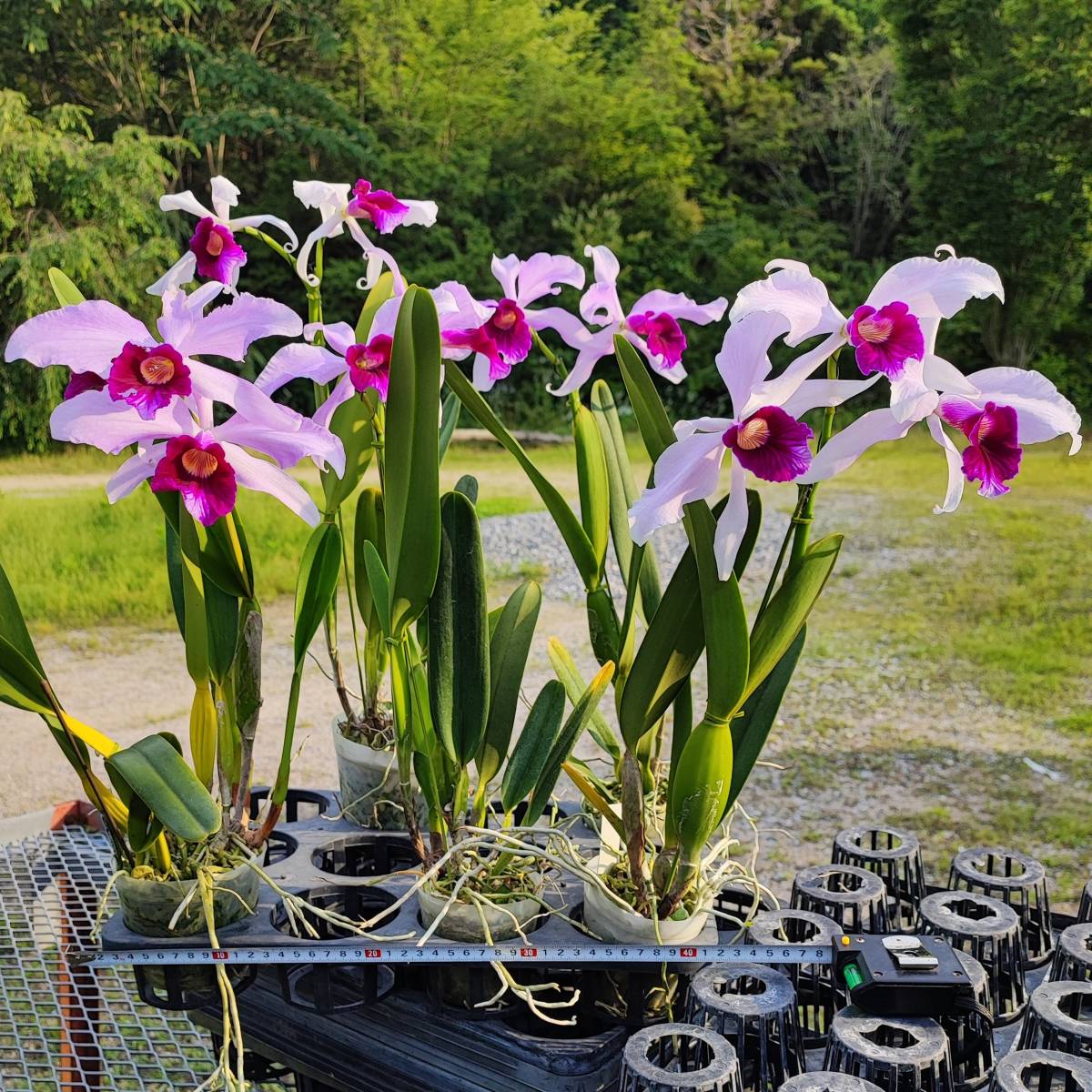 01.☆洋蘭カトレア(Cattleya)属☆ C.purpurata【KT-143】 花付 産直 B