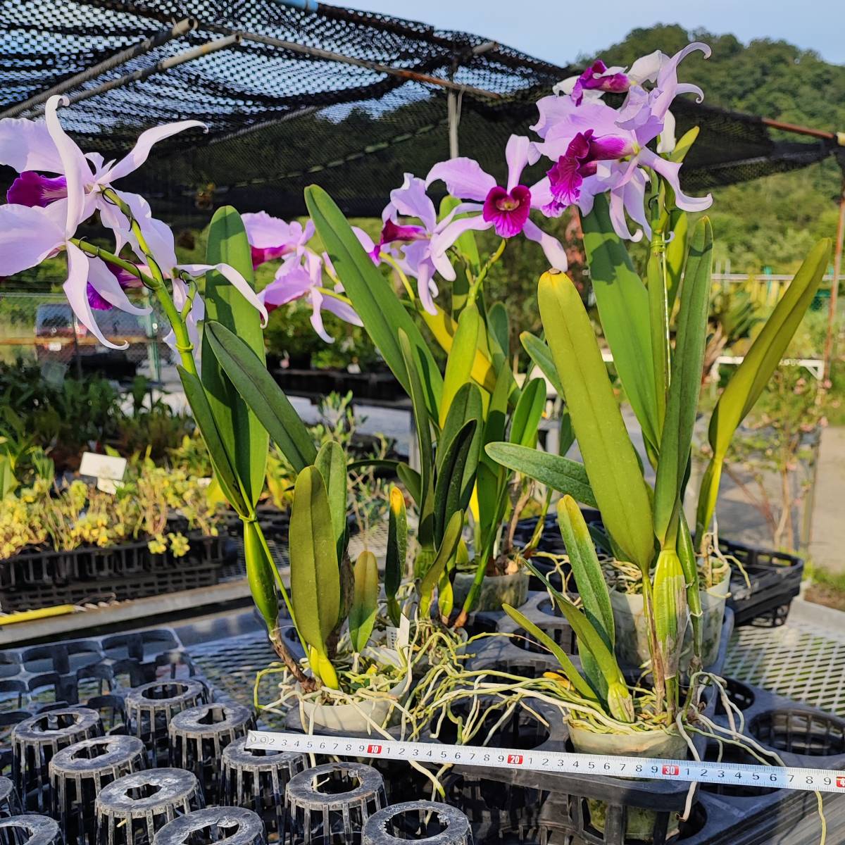 01.☆洋蘭カトレア(Cattleya)属☆ C.purpurata【KT-143】 花付 産直 B