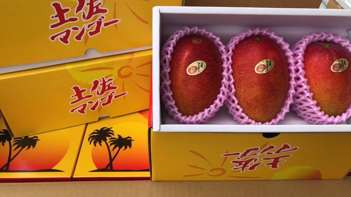 半額! 8箱限定! 土佐マンゴー 青秀 2L 3玉入 希望小売価格6800 検) 太陽のタマゴ