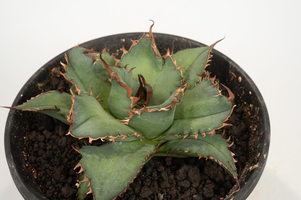 18 Agave titanota KYOTO アガベ キョウト /CACTUS GREEN 【公式通販
