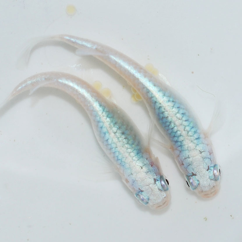 ★極美　マリンブルー　めだか　幼魚　15匹+α　【めだか屋チャティー】　★