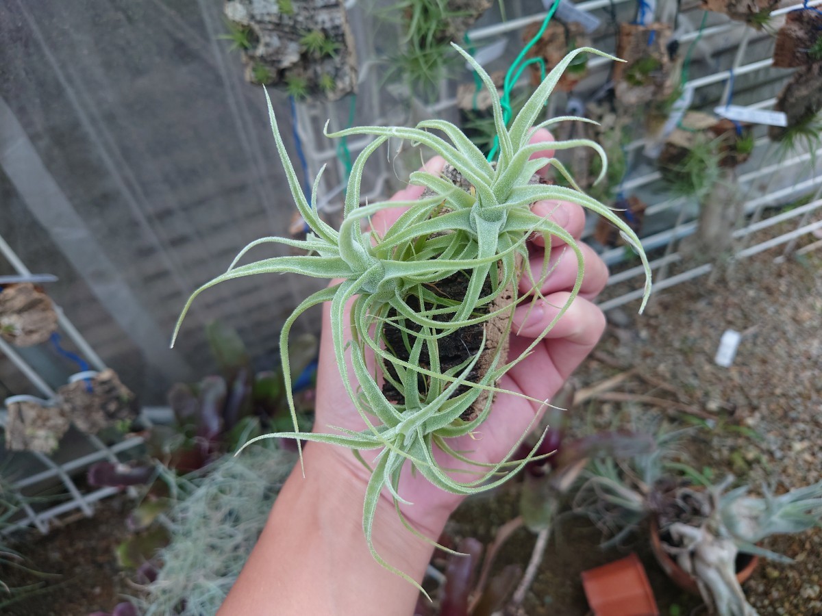 ★Tillandsia diguetii☆