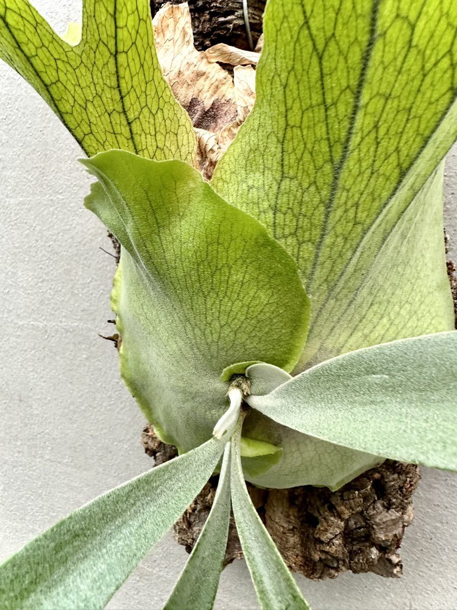 P. willinckii 