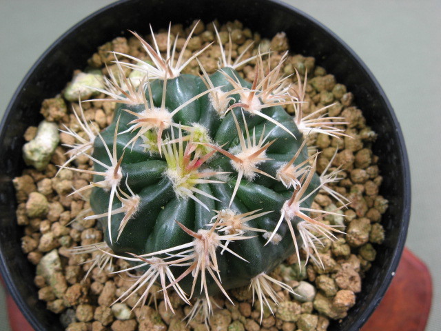 エキノカクタス 綾波モンストローサ　選抜株 エキノカクタス 綾波モンストローサ 選抜株 エキノカクタス 綾波