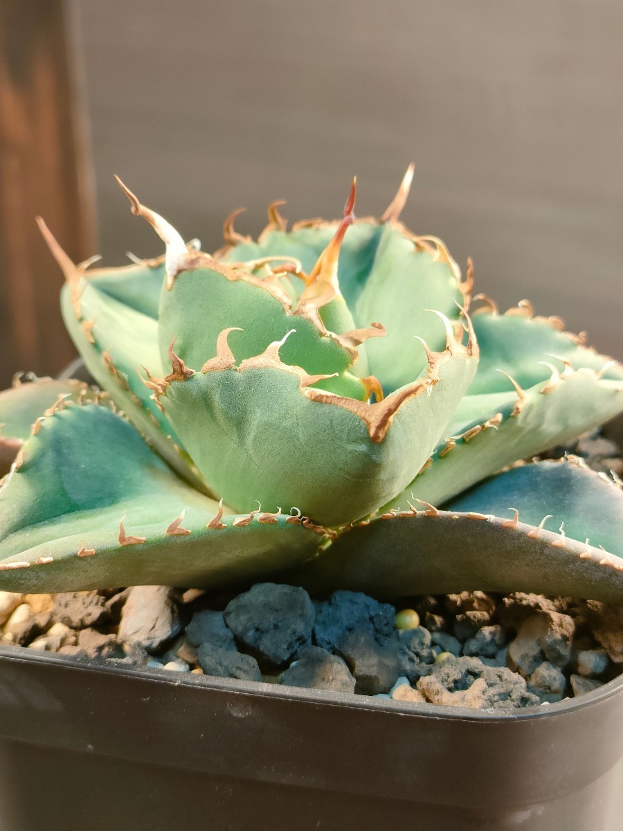 Agave titanota(アガベ チタノタ ) #CS-007 悪魔系 子株 | THE CORE