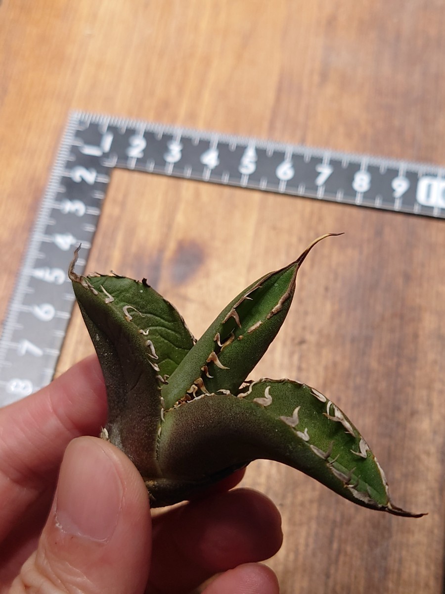 アガベ チタノタ 大鋼牙 白排刺】6 agave titanota チェーンタイプ LBP