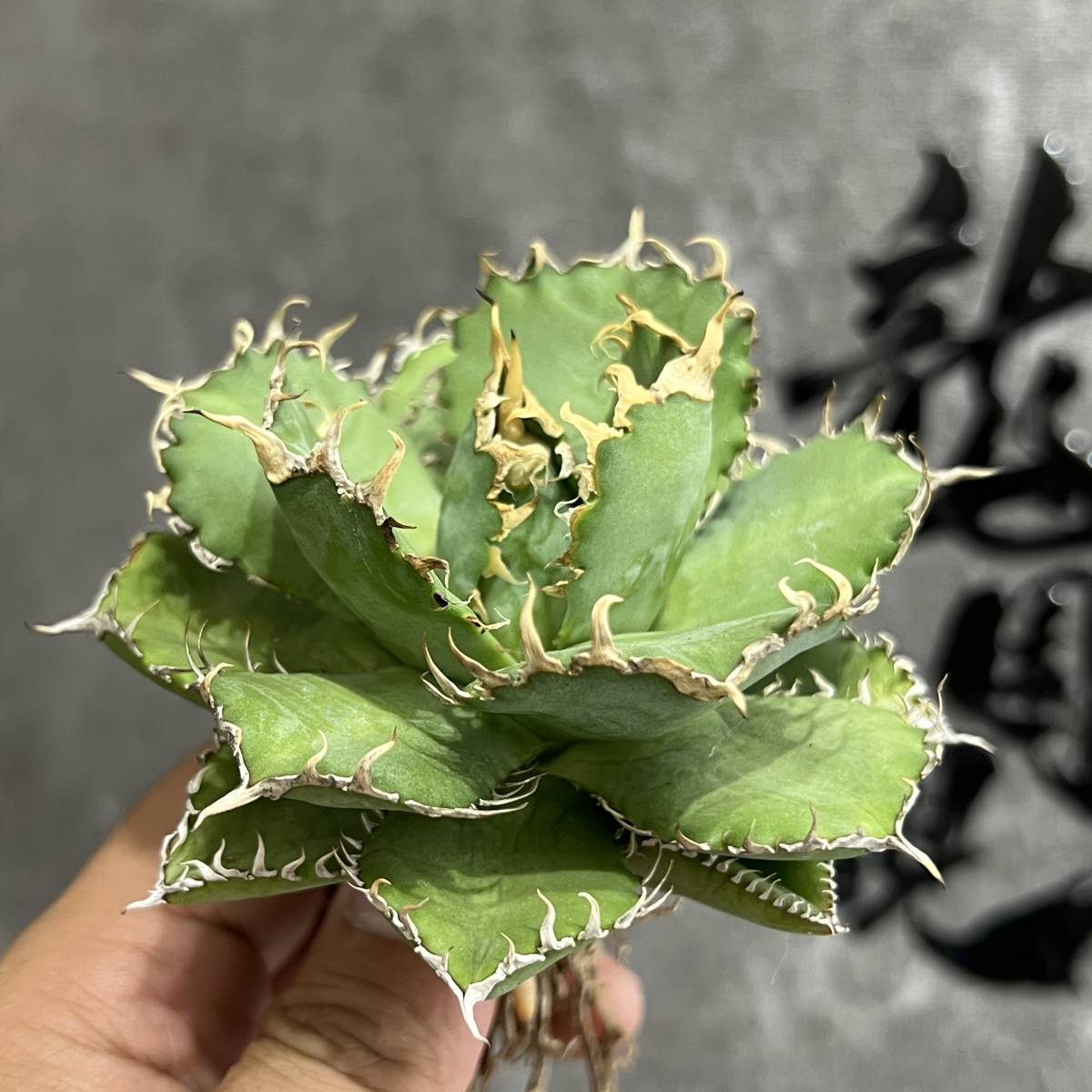 【龍園觀】①No.1100 特選 アガベ 多肉植物 チタノタ 圓葉拇指 フィリグリー 強棘 極上株