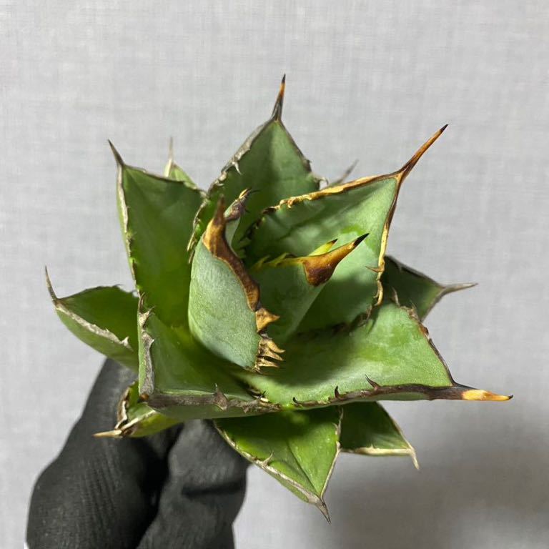 飛竜園】NO:056 特選 多肉植物 アガベ チタノタ 小島白刺錦 白中斑