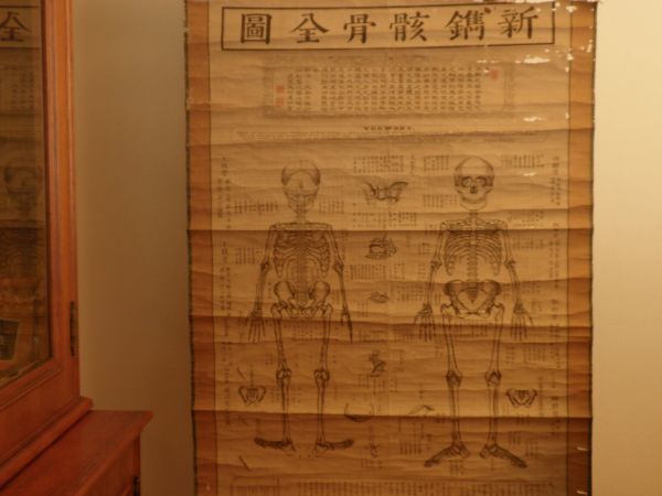 明治医学資料 銅版人体骨格図 軸仕立大判 独逸語序文 明治9年5月8日