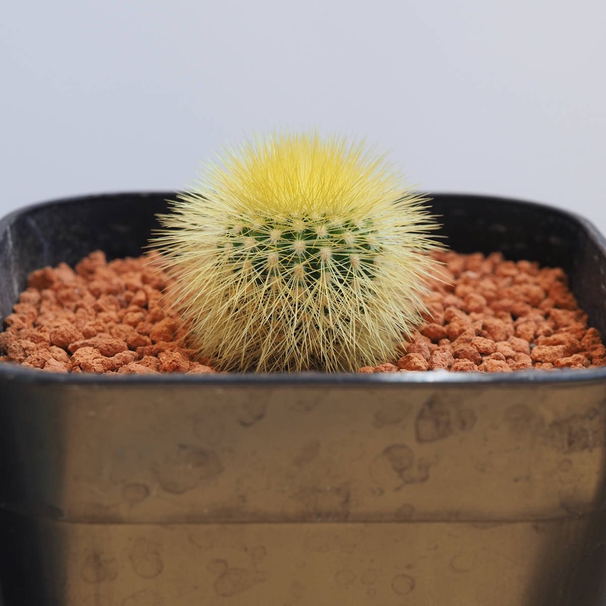 ユーベルマニア エリオカクトイデス 実生苗 B (Uebelmannia