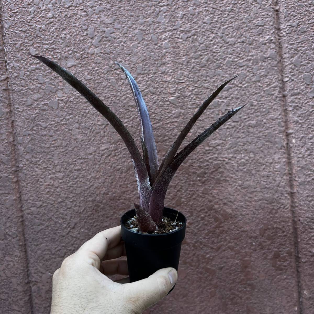 ［Pof］Hohenbergia pennae x lemei (Red Clone) ホヘンベルギア・ペンナエ x レメイ (レッドクローン)