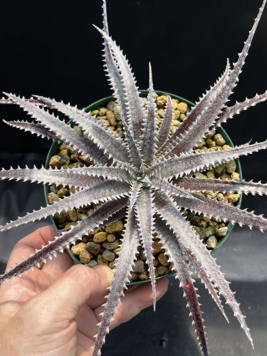 ディッキア ビルベイカー Dyckia tracking code FXX ⑴
