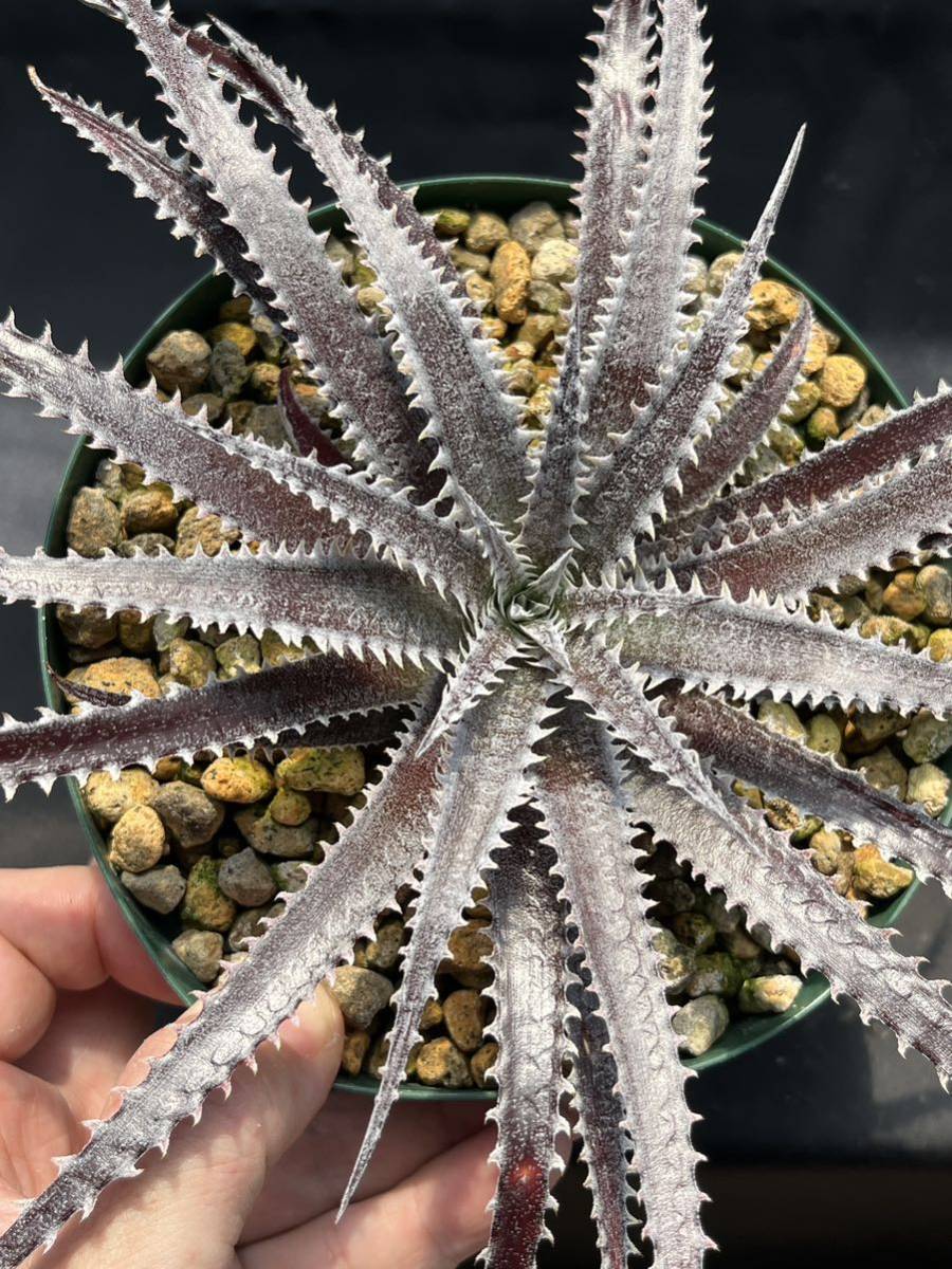 Dyckia Bill Baker ディッキア DBディッキア hybrid ⑴ Code 'Bill