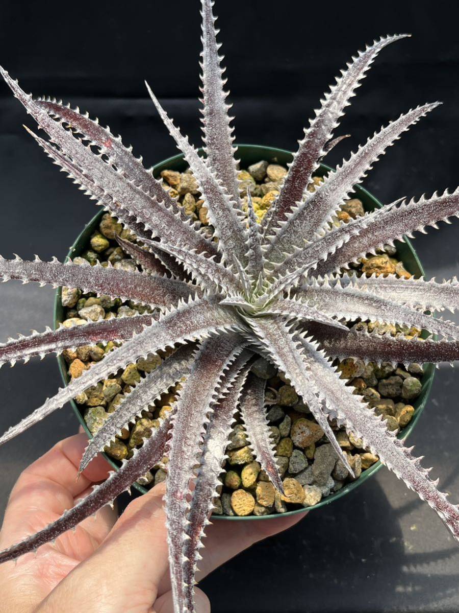 DBディッキア Dyckia Bill Baker hyb #232 ⑴ Dyckia Bill Baker ディッキア DBディッキア hybrid ⑴ Code 'Bill