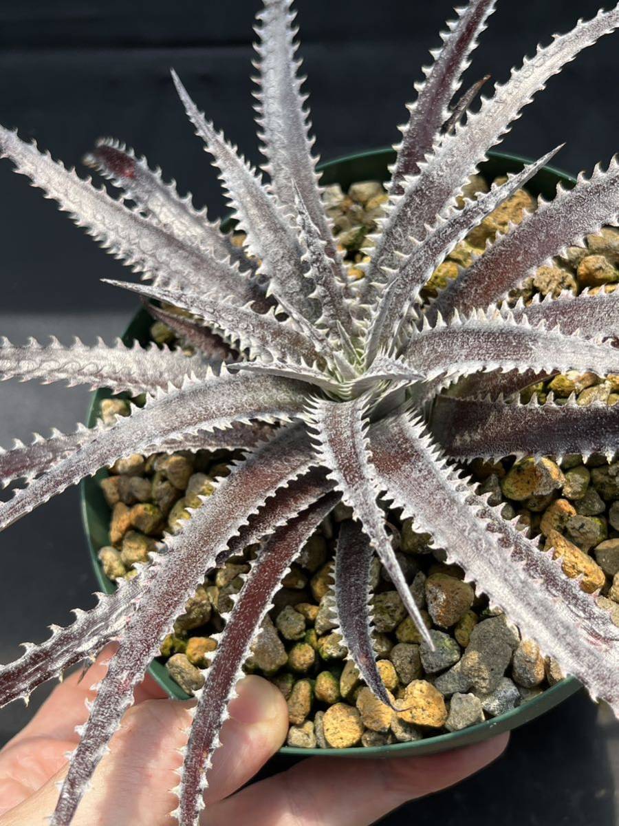 Dyckia Bill Baker ディッキア DBディッキア hybrid ⑴ Code 'Bill