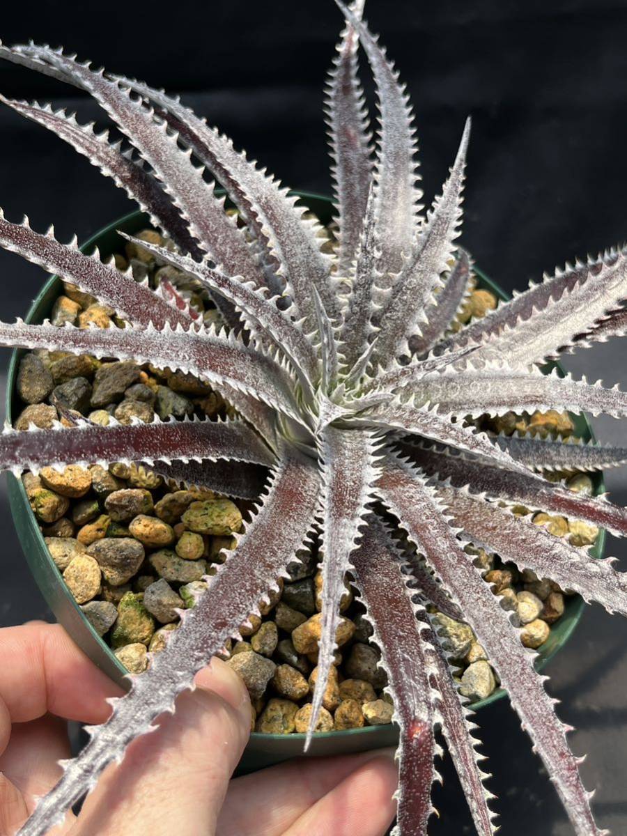 Dyckia Bill Baker ディッキア DBディッキア hybrid ⑴ Code 'Bill Dyckia Bill Baker ディッキア DBディッキア hybrid ⑴ Code 'Bill