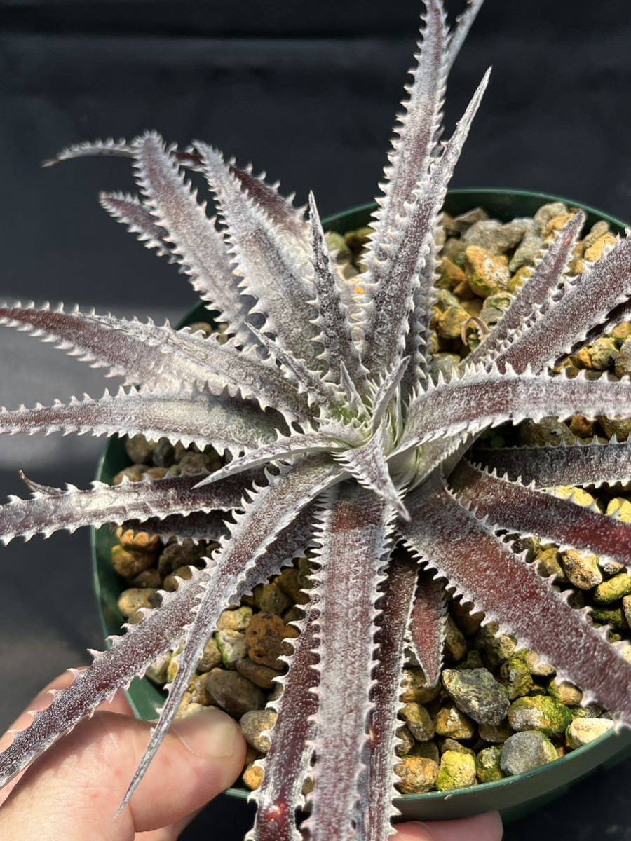Dyckia Bill Baker ディッキア DBディッキア hybrid ⑴ Code 'Bill