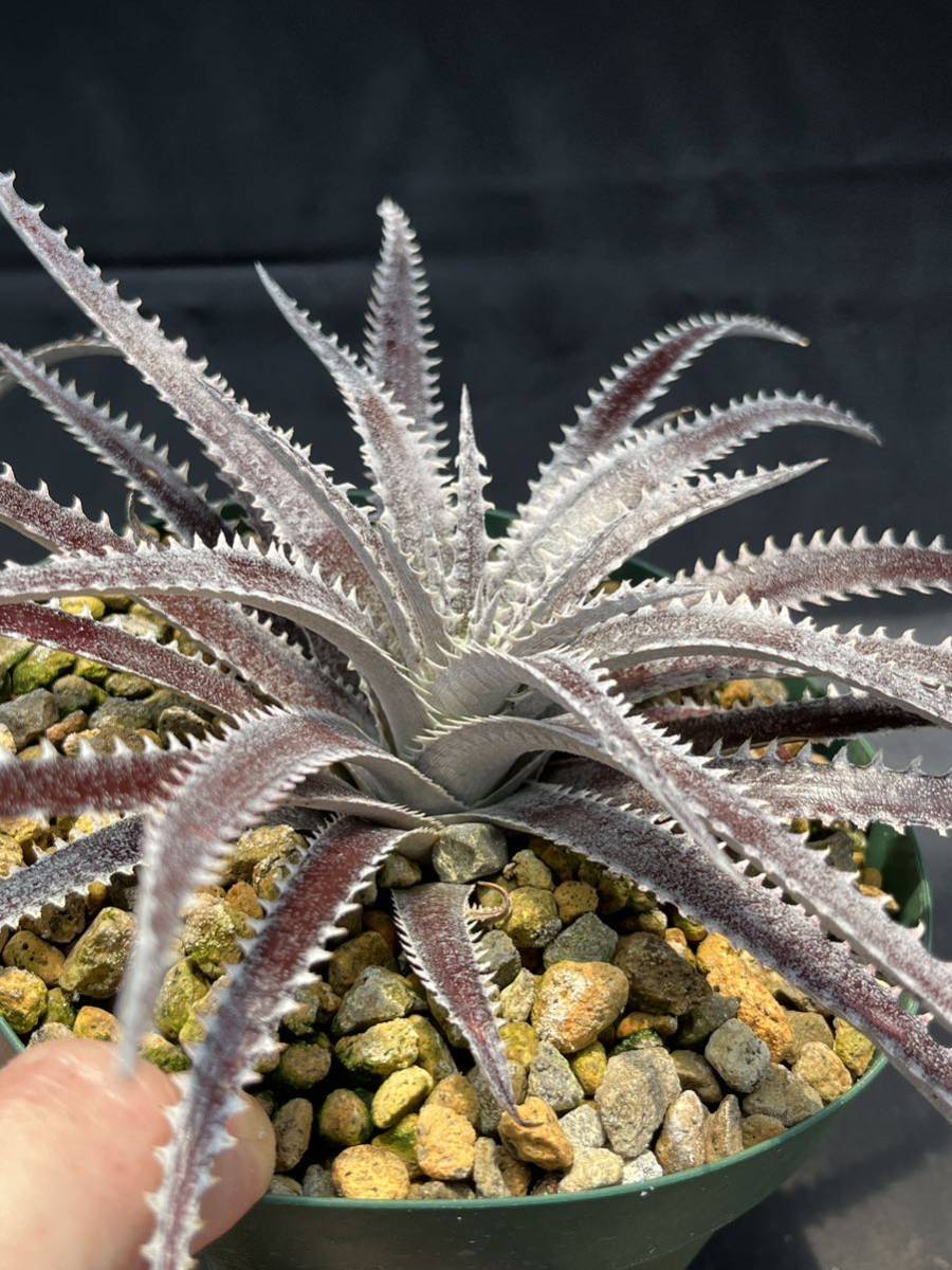 Dyckia Bill Baker ディッキア DBディッキア hybrid ⑴ Code 'Bill