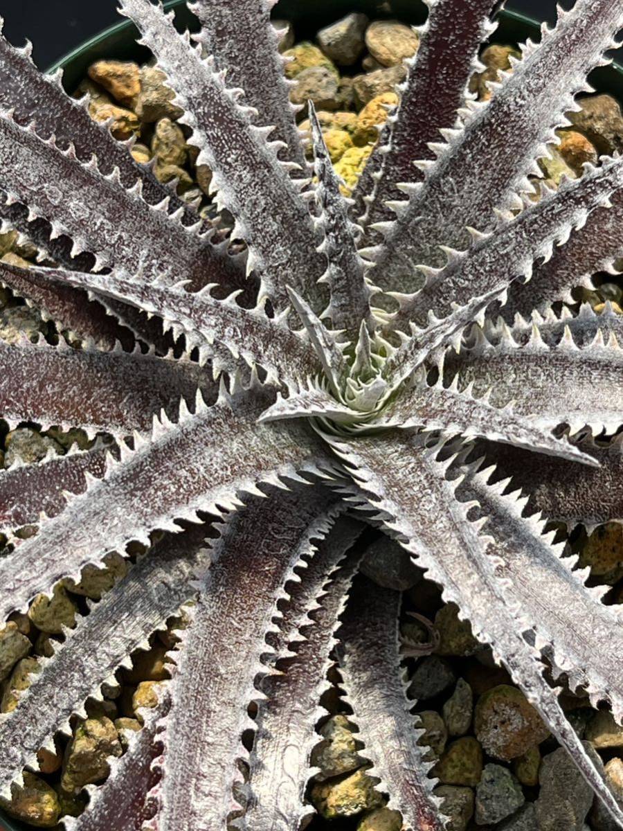 DBディッキア Dyckia Bill Baker hybrid #105 ⑵ ディッキア