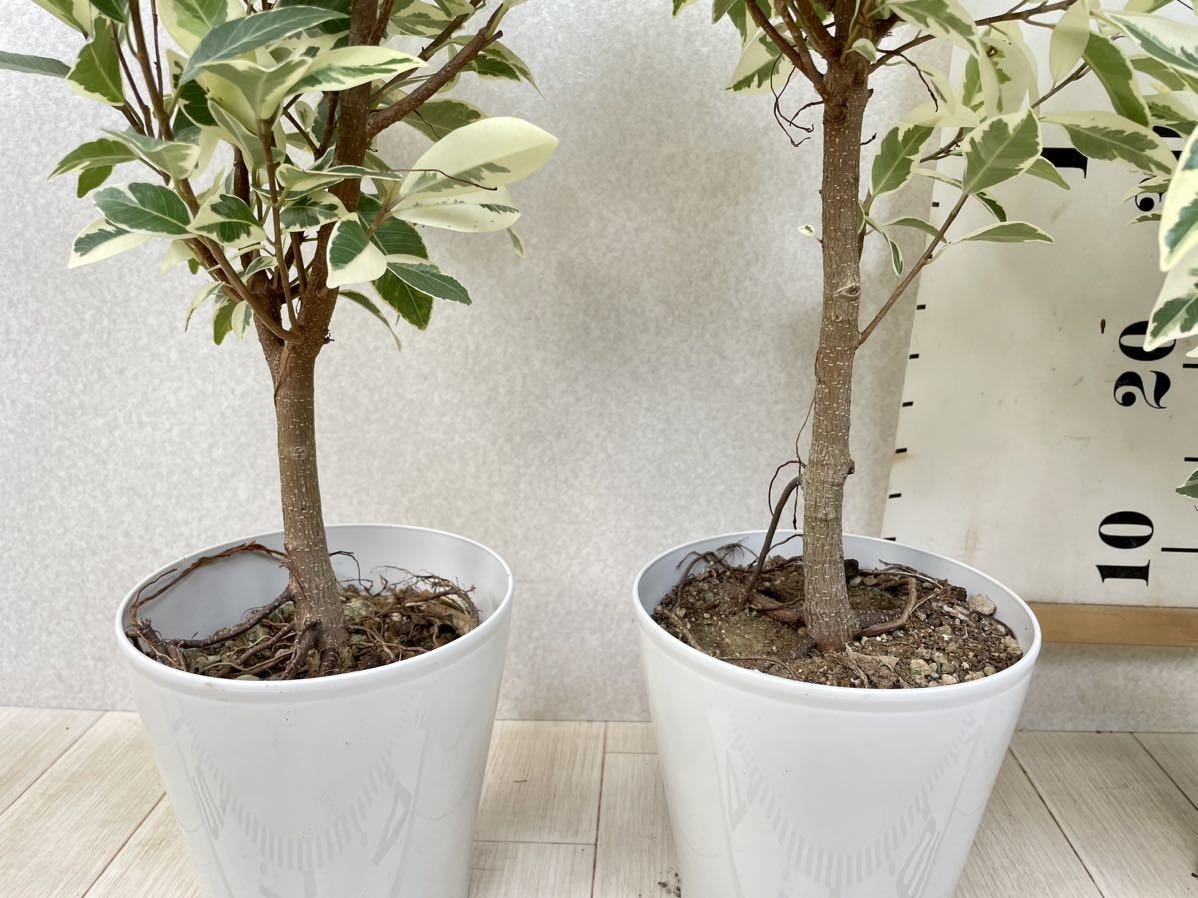 斑入りガジュマル 観葉植物☆斑入りガジュマル