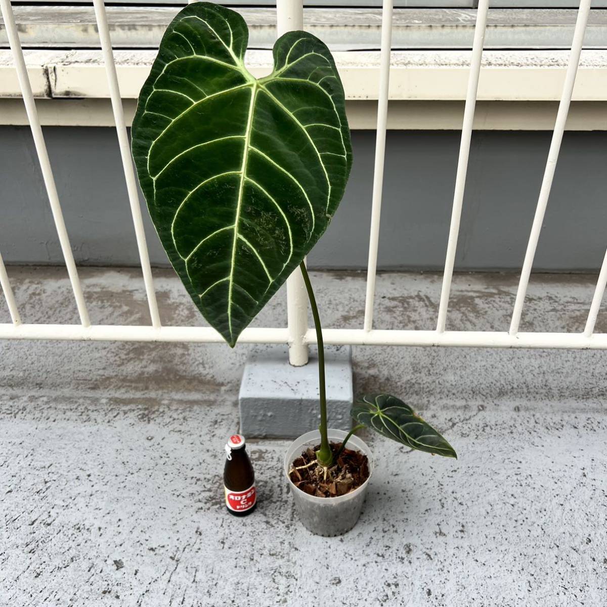 Pof］Anthurium regale アンスリウム・レガレ ②